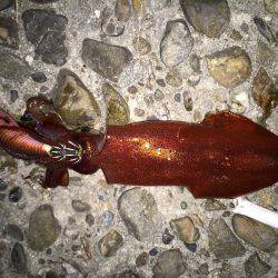 ケンサキ調査4日目