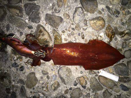 ケンサキ調査4日目