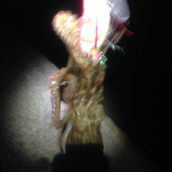 オクトパッシング