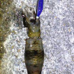 ケンサキ&アオリ!