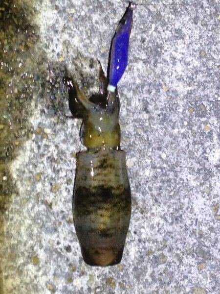 ケンサキ&アオリ!