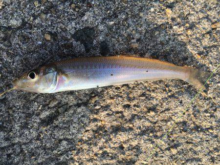 ちょい投げ激釣