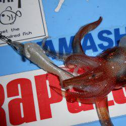 ケンサキ良い感じ( ^ω^ )