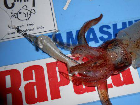 ケンサキ良い感じ( ^ω^ )