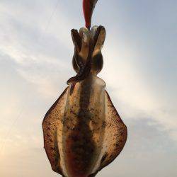 またまた新子調査