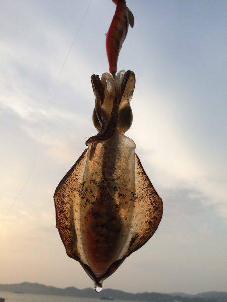 またまた新子調査