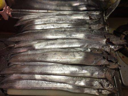 ポーアイ沖にて、たちラッシュ！