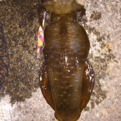 まだいた!!田ノ浦漁港エギング11回目