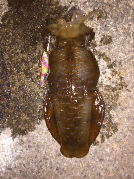 まだいた!!田ノ浦漁港エギング11回目