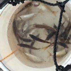 豆アジ、小アジ