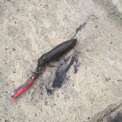 アオリまだ小さい、