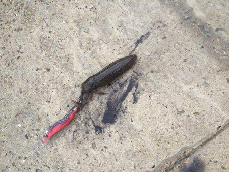 アオリまだ小さい、