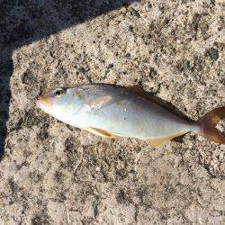 色んな釣り方in竹野