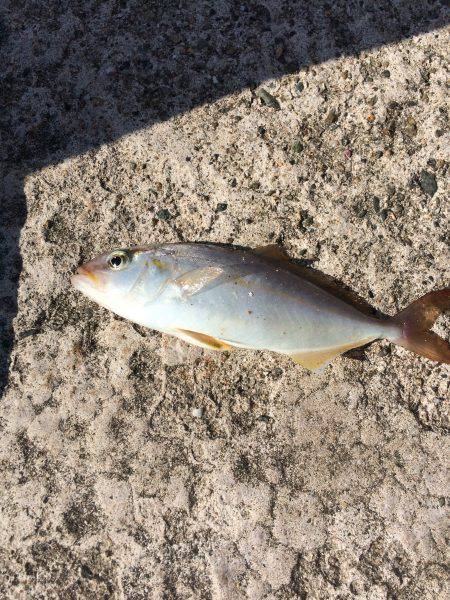 色んな釣り方in竹野