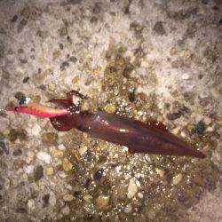 シャローエリアで