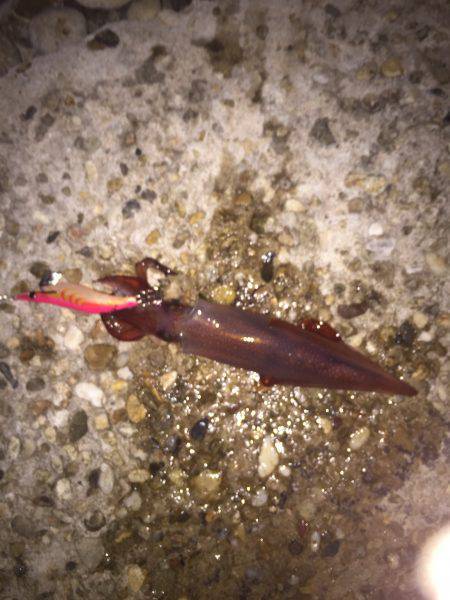 シャローエリアで