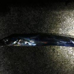 タチウオとオオアジ