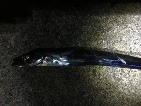 タチウオとオオアジ