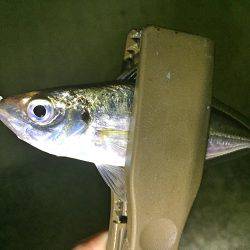 タチウオ&豆アジ！