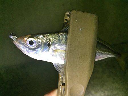 タチウオ&豆アジ！