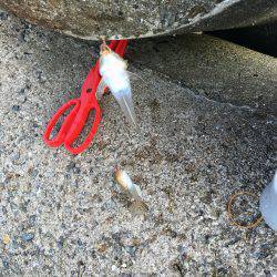 てんぷら具材確保へ