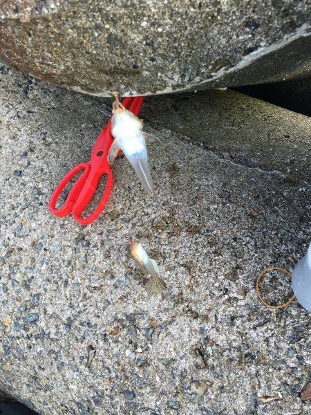 てんぷら具材確保へ