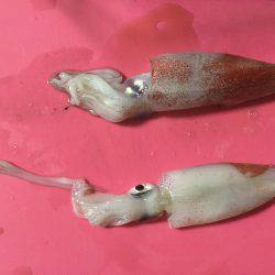 ケンサキゲット2！