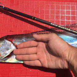 今季初のタチウオ