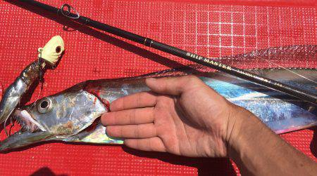 今季初のタチウオ