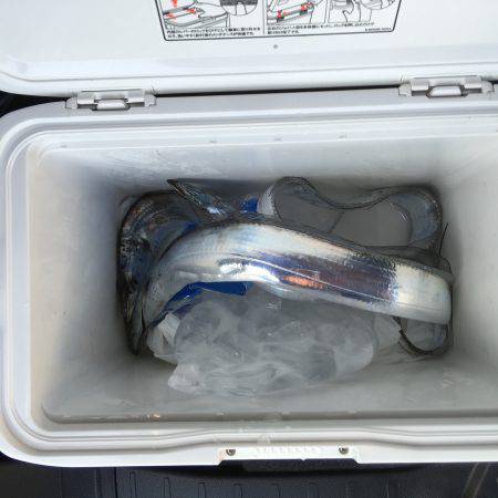 朝一タチウオ！