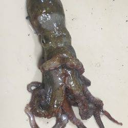 タコ釣り行ってきました。