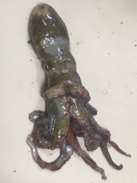 タコ釣り行ってきました。