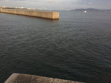 アジ×10〜15㎝×40匹