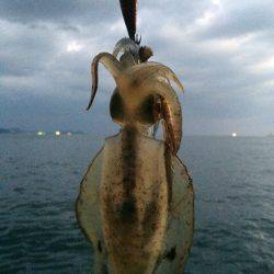 新子調査で親イカGET