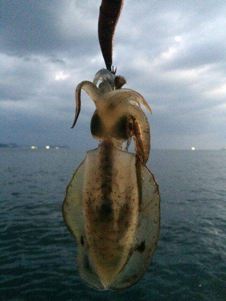 新子調査で親イカGET