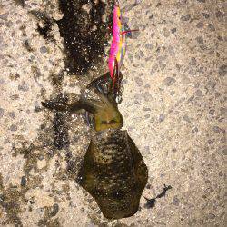 田ノ浦漁港エギング12回目