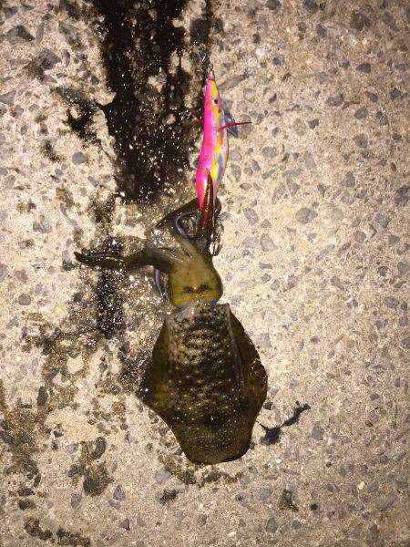 田ノ浦漁港エギング12回目