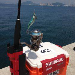 ハギング&夏エギング