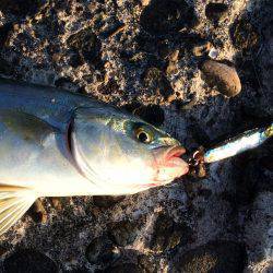 ツバス〜ハマチ爆釣デス