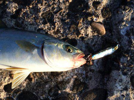 ツバス〜ハマチ爆釣デス