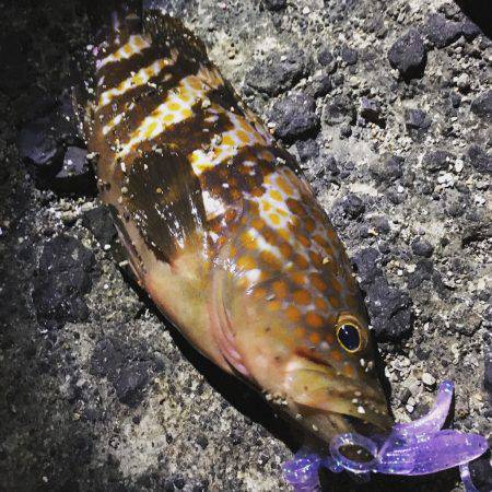 キジハタ高活性！