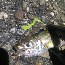 鱗付けアジング