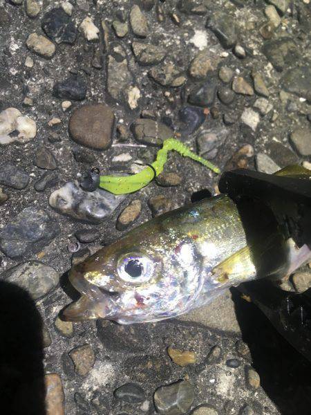 鱗付けアジング