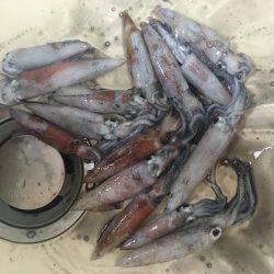 チョチョイと剣先。