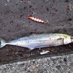 お盆休み駆け込み釣行