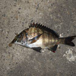 久し振りにチニング