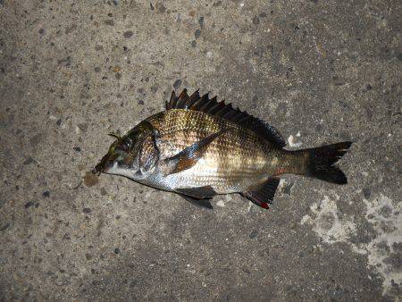 久し振りにチニング