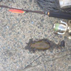 暑さに負けず 伊根調査