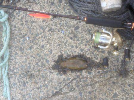 暑さに負けず 伊根調査