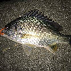 連日でチニング